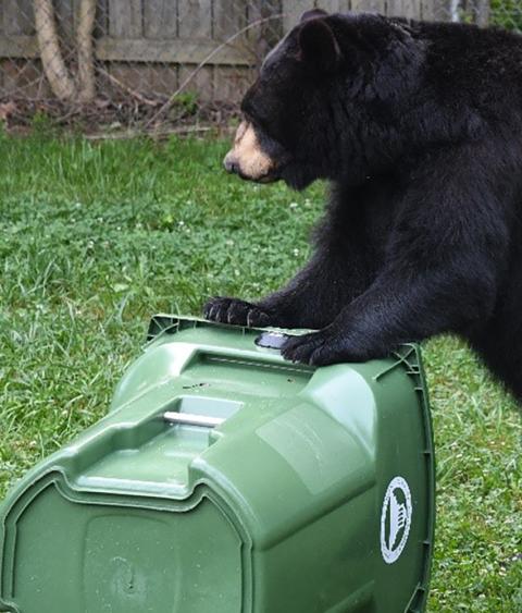Bear with trash can