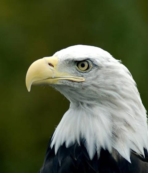 Close up head shot of bald eagle