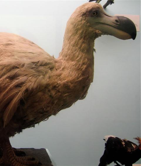 Image of Dodo Bird