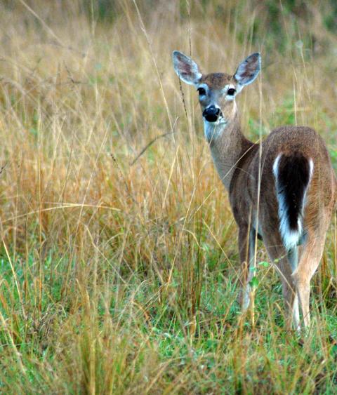 Female white-tailed deer