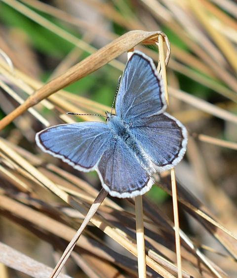 Image of a Karner blue butterfly