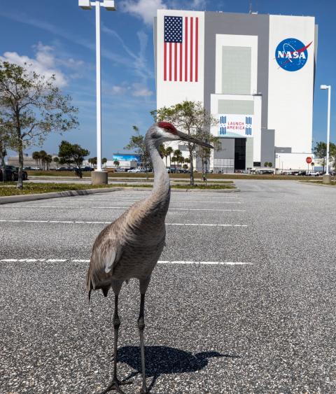 Sandhill cranes outside the Kennedy Space Center