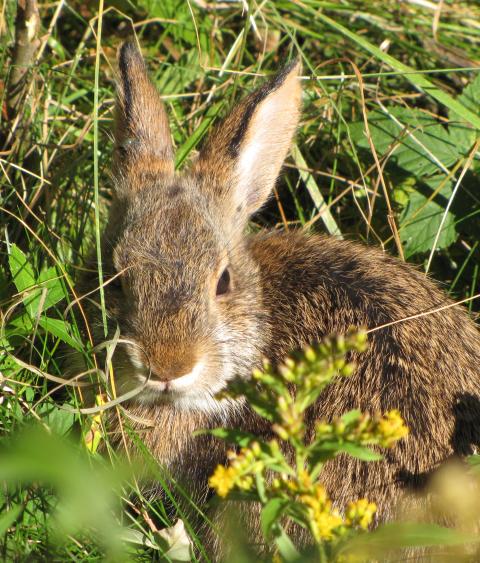 Photo of a New England cottontail in young forest habitat