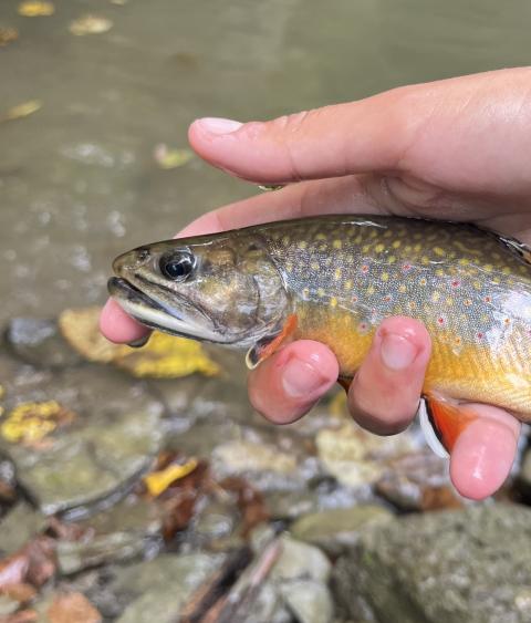 Photo of an Eastern brook trout in a person's hand