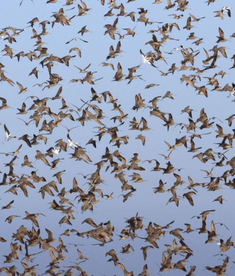 Flock of shorebirds taking flight against a blue sky