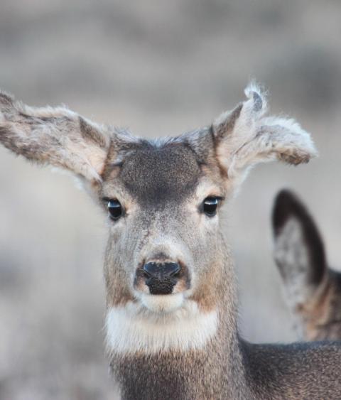 Mule deer doe