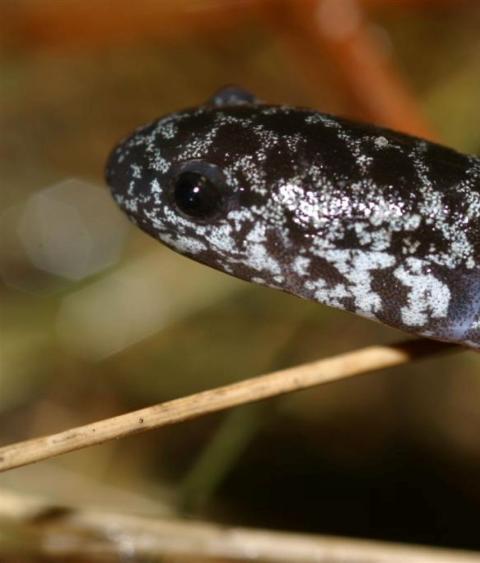 Reticulated Flatwoods Salamander