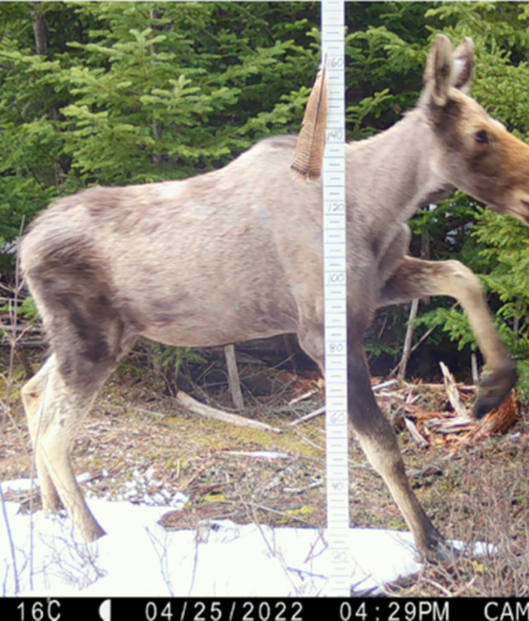 Ghost moose showing significant hair loss in Maine
