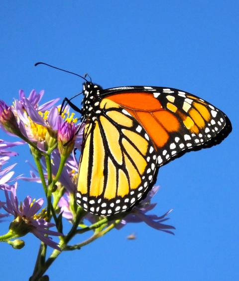 Monarch butterfly
