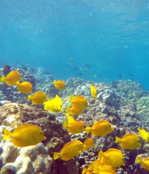 a school of Yellow Tang