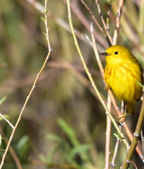 Yellow warbler