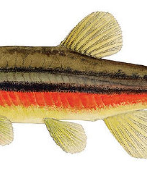 Northern Redbelly Dace