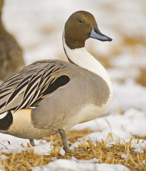 PIntail ducks