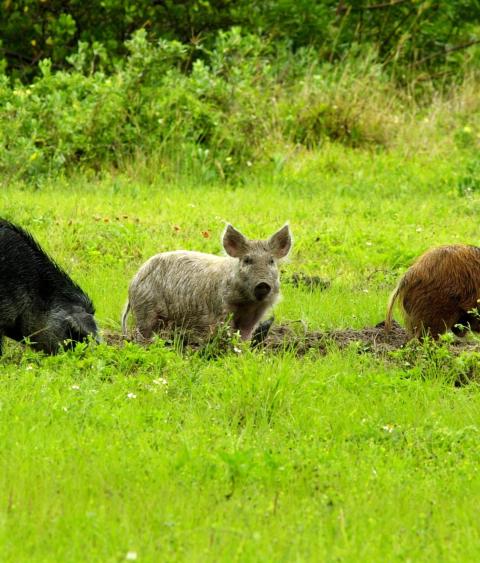 Feral swine searching for food