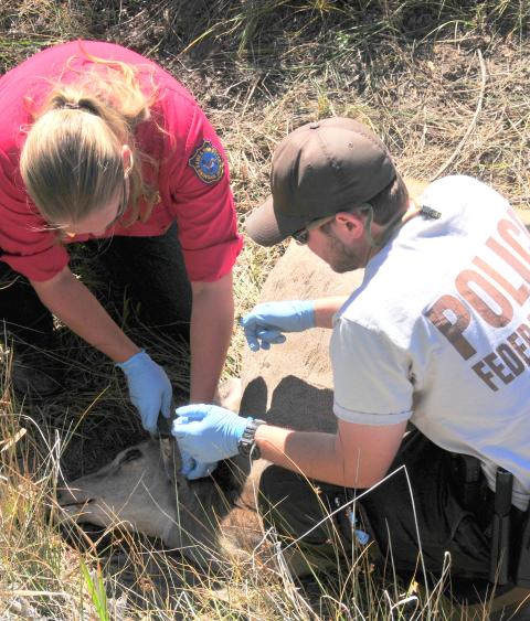 Investigating scene of mule deer poaching