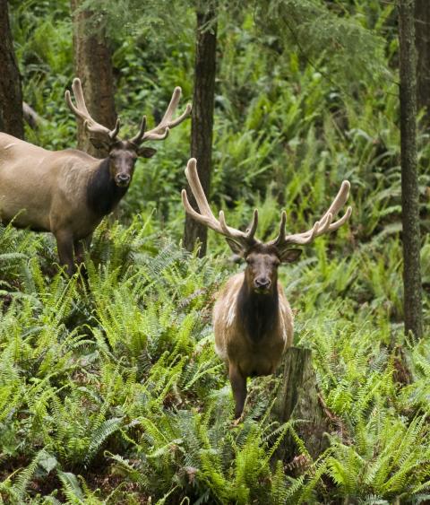 Roosevelt elk pair