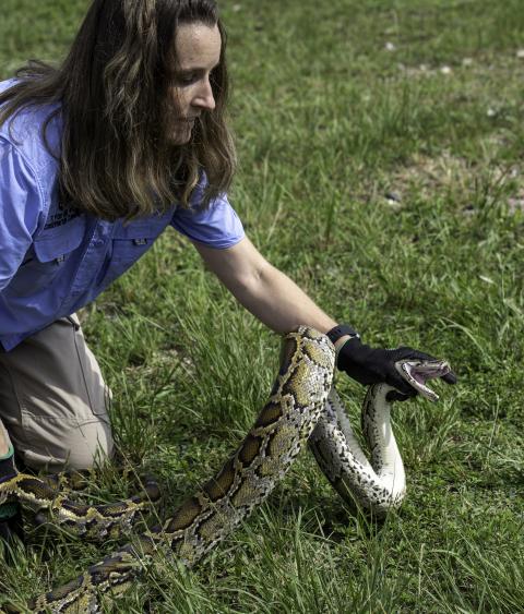 2023 Florida Python challenge activity