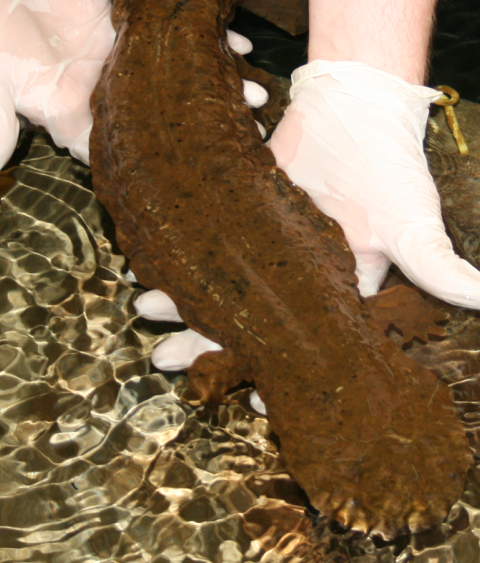 Eastern hellbender