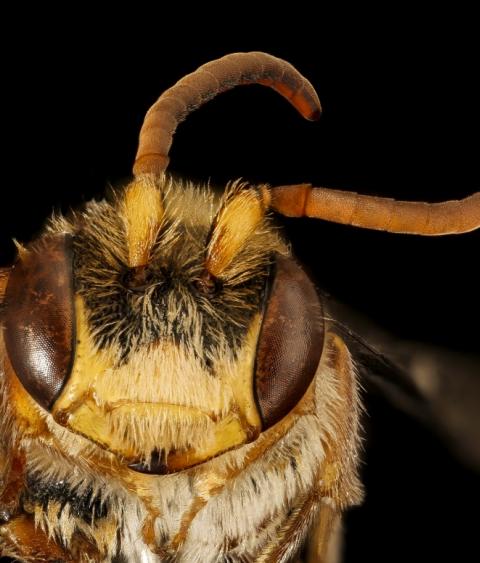 Nomada maculata. a clepto-parasitic bee