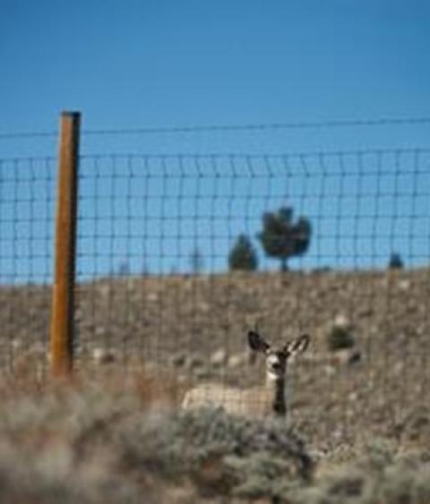 Mule deer