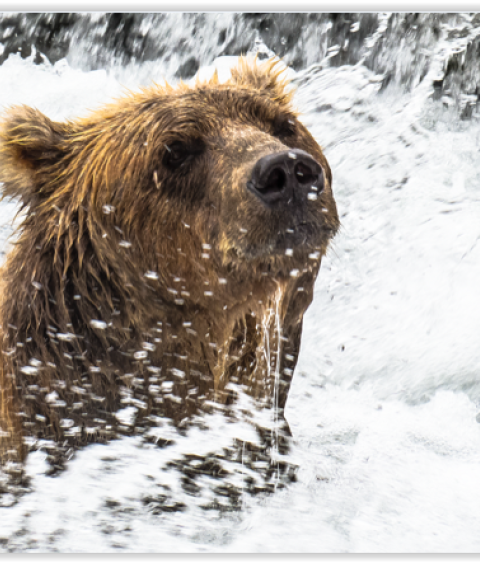 A female Kodiak brown bear at the Kodiak National Wildlife Refuge in Alaska