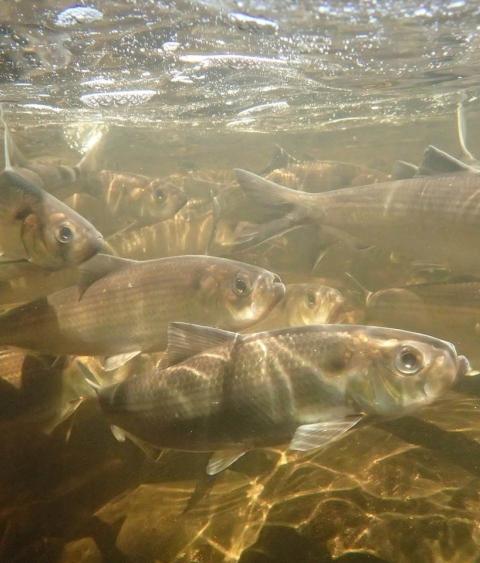 Alewives