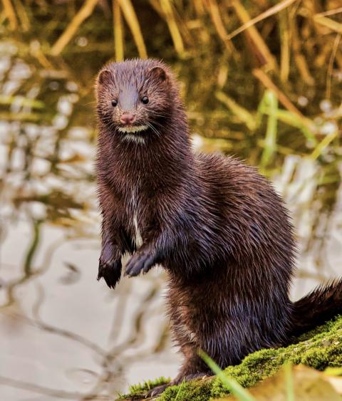 American mink