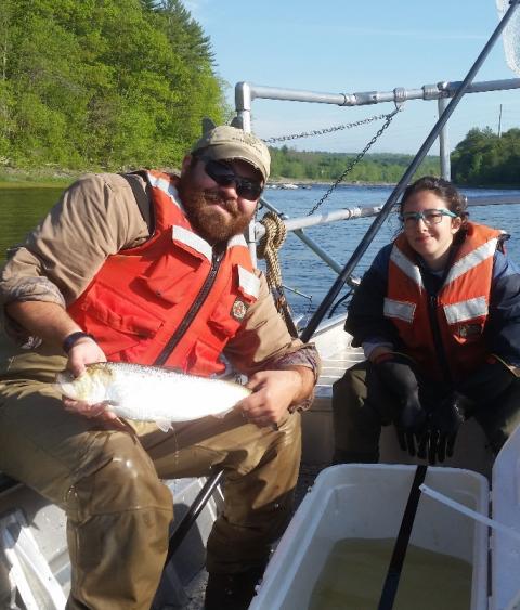 George Maynard (PhD student) and Tal Kleinhause-Goldman (undergraduate assistant) release a radio tagged American shad in to the Penobscot River after capture by electrofishing.