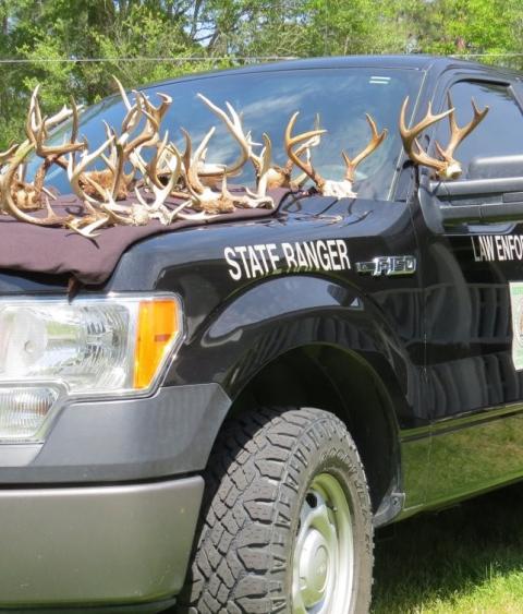 Antlers confiscated from a poaching bust