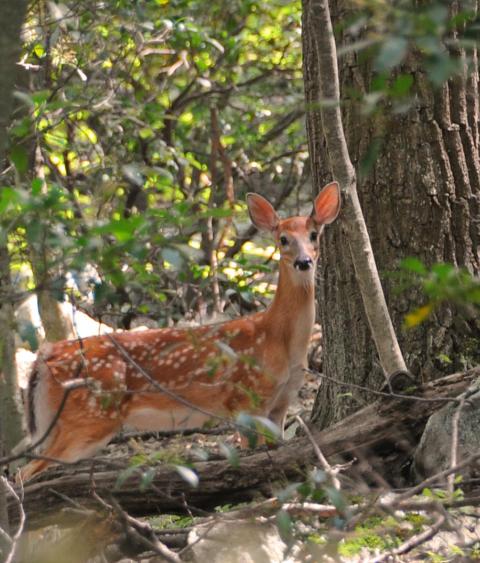 Whitetail Deer on the Appalachian Trail
