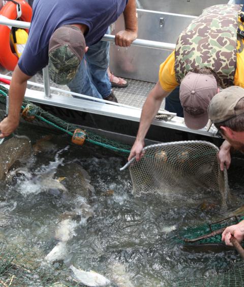 Netting Asian Carp