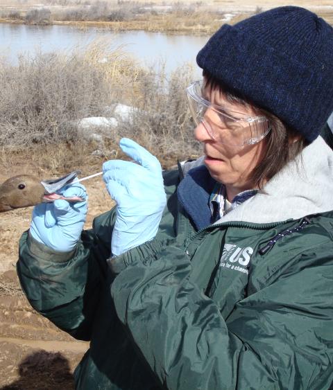 Avian influenza testing of a pintail