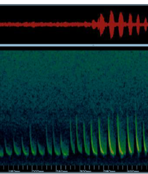 spectrogram of silver-haired or big brown bat call