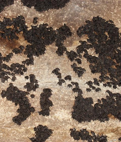 Hibenating Indiana bats