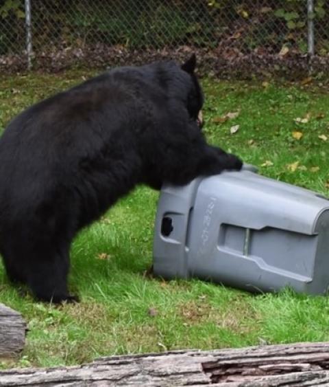Toter Test – Western North Carolina Nature Center