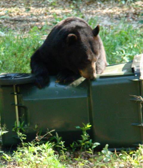 Bear attempting to get into a garbage container