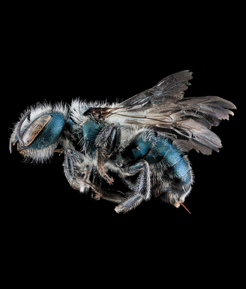 Maine Blueberry Bee (Osmia atriventris), a native bee that is better than honey bees for providing pollination services for blueberries