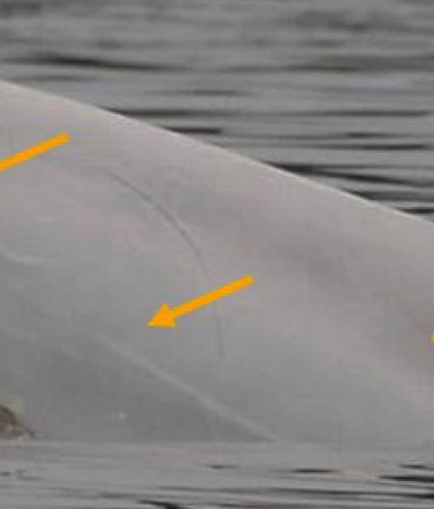 Beluga whate