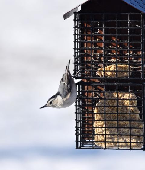 White-breasted nuthatch 