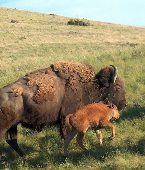 Bison with Calf