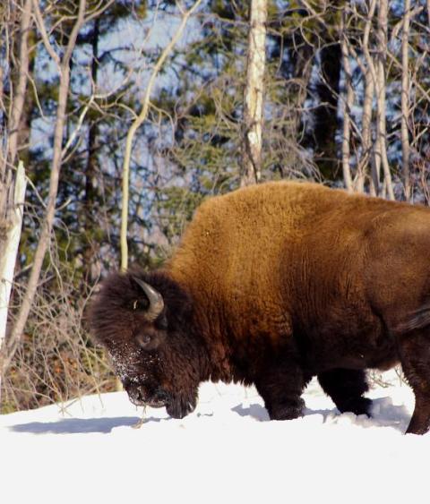 Bison in the snow