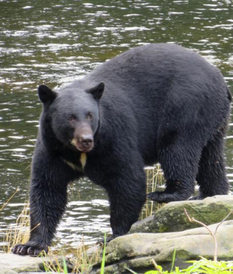 Black bear in Alaska