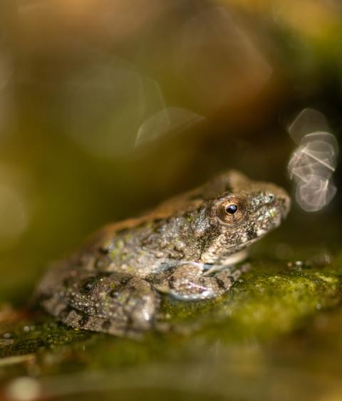 Blanchard's cricket frog