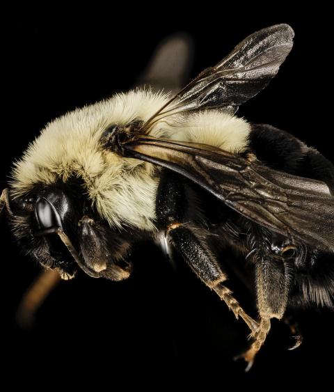 Common eastern bumble bee
