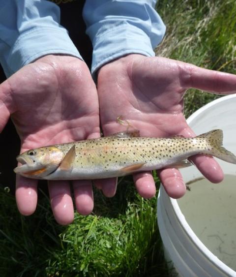 Bonneville Cutthroat Trout