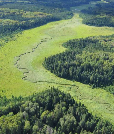 Boreal forest in Manitoba