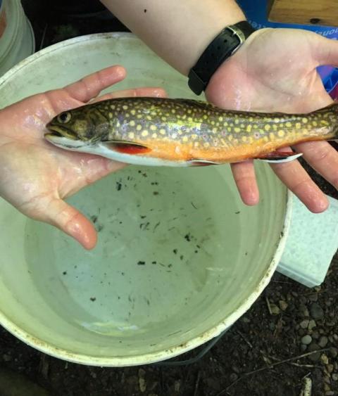 image of Brook Trout