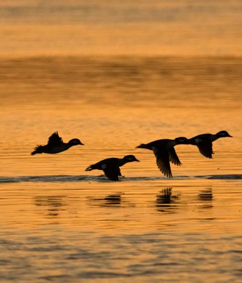 Buffleheads taking flight