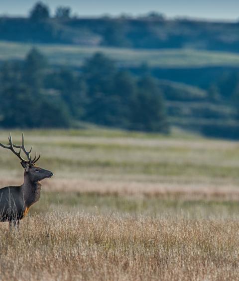 A bull elk in Niobrara National Wildlife Refuge in Nebraska