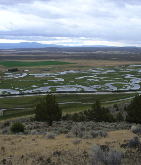 The Carey Ranch floodplain pastures and wetlands have been maintained through reconstruction of key infrastructure in 2009 and 2010, Credit: IWJV
